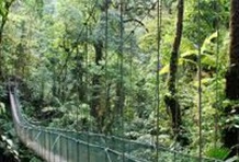 Arenal Hanging Bridges Tour